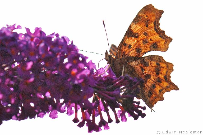 ENE-20090713-0243.jpg - [nl] Gehakkelde aurelia ( Polygonia c-album )[en] Comma ( Polygonia c-album )